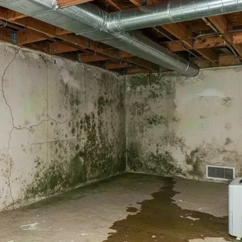 Professional Mold Removal in Mifflintown, PA